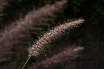 close up of a grass in the wind