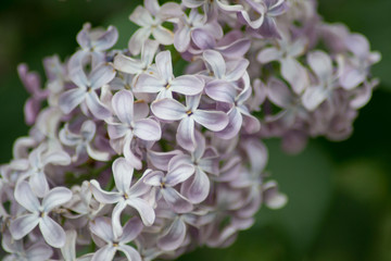 Close-up of pink lilac flower in bloom, blossoms in spring season, macro nature outdoors, seasonal, green background, Syringa vulgaris