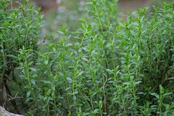 Mountain savory or Satureja montana herb in the garden, green leaves, full frame, edible herbal plant for seasoning