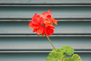 red flower