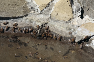 Bees drink water from a pond in the garden on a hot spring day. Close-up.