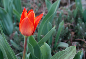 A large tulip with red-orange petals grows in the garden against a background of green leaves. Close-up.