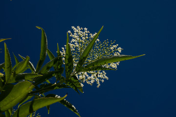 plant with sky