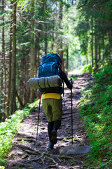 Hiking girl is walking a mountain trail in forest. Girl with a tourist backpack and trekking poles walks up a mountain trail in the coniferous forest. Healthy lifestyle outdoors. Hiking in forest