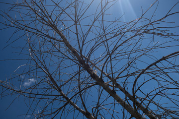 tree against sky