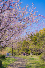 Obraz na płótnie Canvas 葛西臨海公園の満開の桜