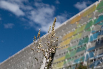 plants and environment 