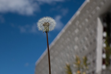 windy flower 
