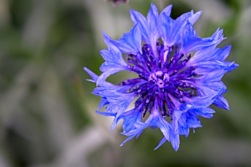 Blue wild flower. Cornflower. Knapweed.