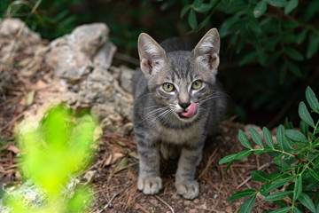 Naklejka na ściany i meble Tabby cat with big green eyes on a green background. A kitten sits in the bushes and looks at the camera. A cute kitten of a tiger color licks its lips. Cat's tongue. Cat after meal