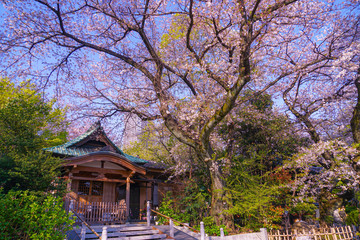 法明寺（東京都豊島区）の桜
