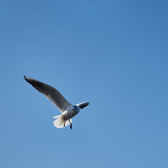Image of seabirds. Image of seagulls.