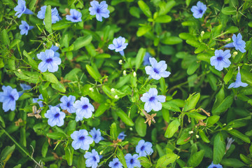 Many fresh blooming wild blue flowers on the field