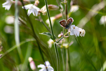 Schmetterling Bläuling (Lycaenidae) in freier Natur auf einer Blume einer Feldwiese sonnt sich und...