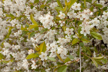 Blooming cherry tree 2