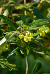 Pieris japonica, species of beautiful flowering shrubs in the family Ericaceae. popular ornamental garden plant