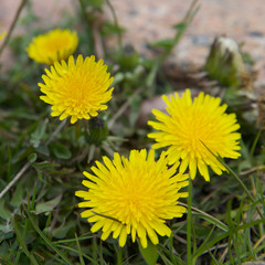 dandelions in the grass