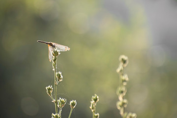 A dragon fly sitting on a plant with shining wings and plant having foreground with great bokeh having a lot of space in image to type or write.