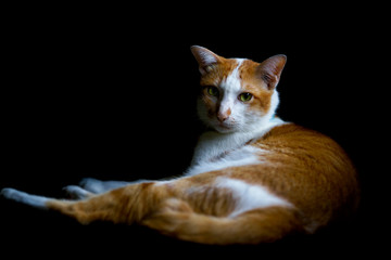 Fototapeta na wymiar Yellow cat posing