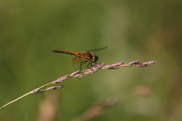 Macro shots, Beautiful nature scene dragonfly. Showing of eyes and wings detail. Dragonfly in the nature habitat using as a background or wallpaper.The concept for writing an article.