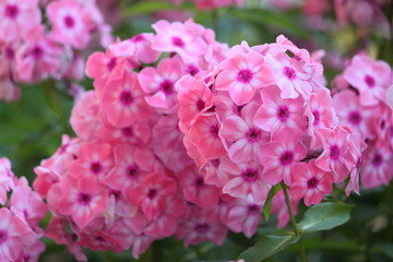 abstract violet flowers on field