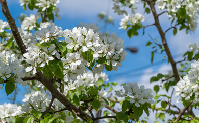 Apple branches covered with white flowers in spring. Beautiful appletree in bloom. Flower buds, close up.