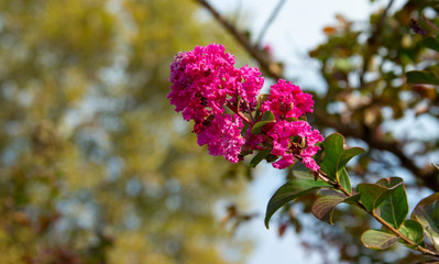 Lagerstroemia indica. Branch with lilac flowers in sunlight