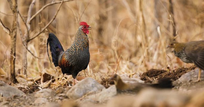 Rooster Grey Jungle fowl ancestor of the modern chicken watches the females that feed around
