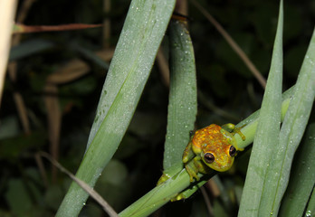 frog on a leaf
