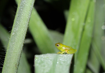 Fototapeta na wymiar green frog on a leaf