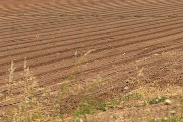 A field irrigated by the drip method, pipes throughout the area, Israel.