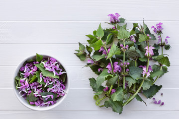 Red dead-nettle for culinary and herbal medicine. Edible spring plant on a white wooden background. Purple nettle or purple archangel (Lamium purpureum) - meadows and gardens flowers.