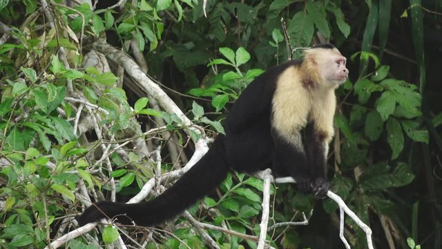 Closeup White Faced Capuchin Monkey Perched on Jungle Branch Walks off into Forest in Slow Motion, Gatun Lake, Panama Canal