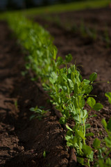 new pea plants in a garden row