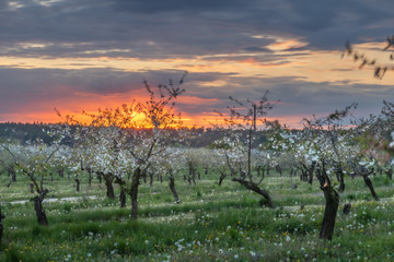 blooming apple trees in the orchard
