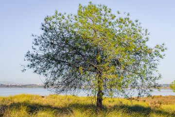 La Mata Natural Park near Torrevieja. Alicante province. Spain