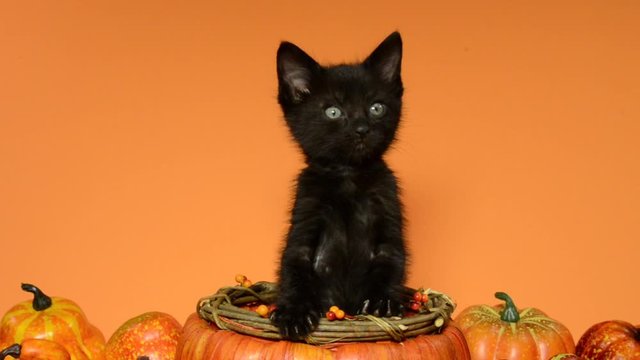 HD video of a black kitten standing in an autumn pumpkin basket surrounded by pumpkins, squash and gourds on orange background, zooming out as kitten sits down.
