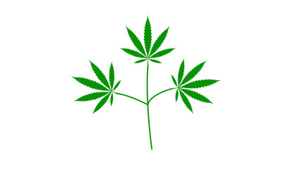 Cannabis leaf isolated on white. Hemp