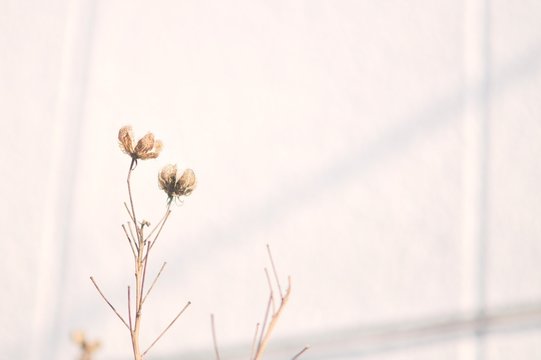 Close-up Of Dry Flowers