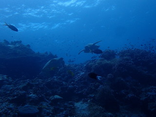 Fototapeta na wymiar 2匹の海亀のすれ違い