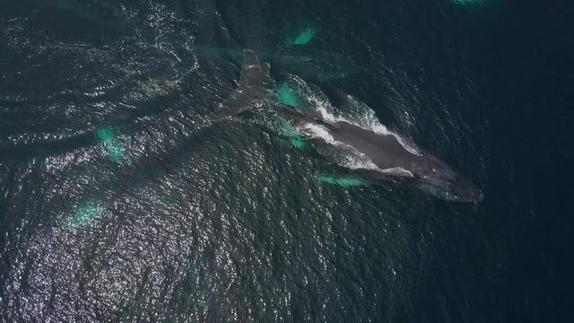 Humpback Whale Watching off Isla Conadora, Las Perlas Panama