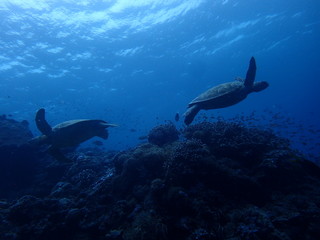 2匹の海亀のすれ違い