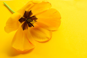 Obraz premium Bright yellow tulip close-up on a yellow background