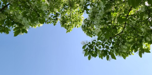 Obraz premium 파란하늘과 어우러진 가로수에 핀 이팝나무꽃