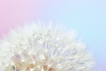 Fototapeta premium Beautiful dandelion on color background, closeup