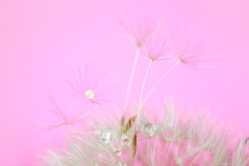 Beautiful dandelion on color background, closeup