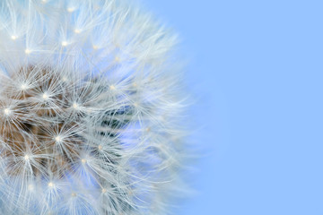 Beautiful dandelion on color background, closeup