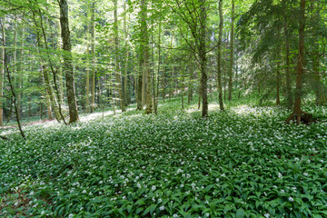 Wandern bei &Ouml;fingen Baden-W&uuml;ttemberg Deutschland