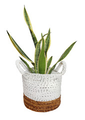 plant in wicker pot busket isolated on white background. Details of modern boho, tropical , bohemian style . eco design interior