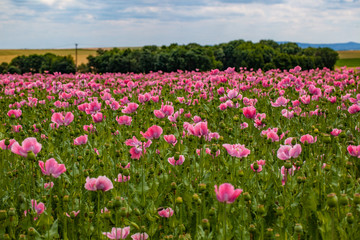 Lila Schlafmohn auf einen Feld